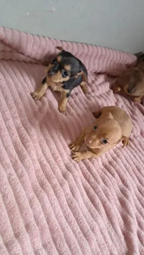 Pinscher fêmea 