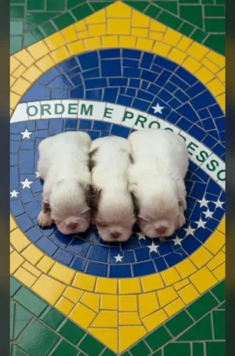 Fofuras Disponiveis 