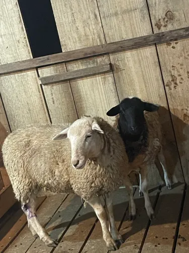Vendo ovelhas uma Texel e um meia cruza com Dorper gorda as duas 