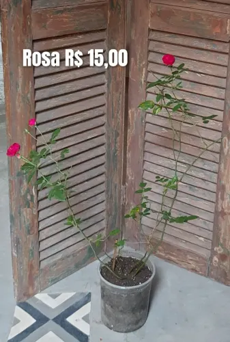 Muda de rosa