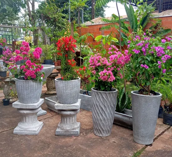 Vasos e plantas ornamentais
