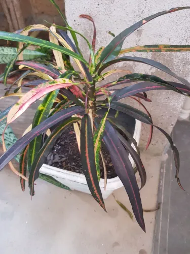 Planta muito bem cuidada com terra orgânica 