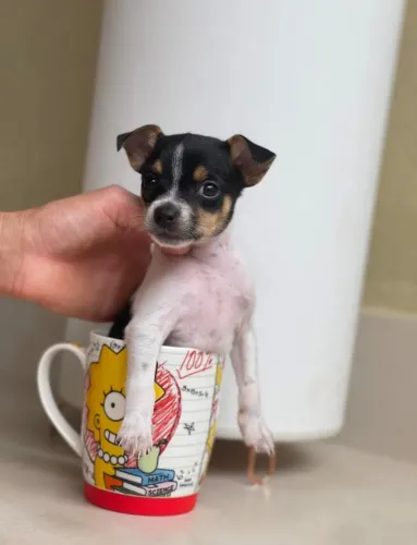 Pinscher 0 de bolso 