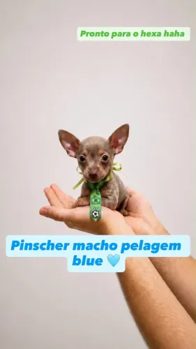Pinscher macho 