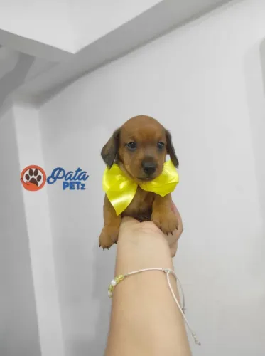 Filhotes de dachshund