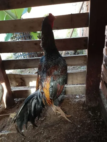 Vendo galo índio puro 