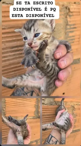 Gatos fêmea e macho