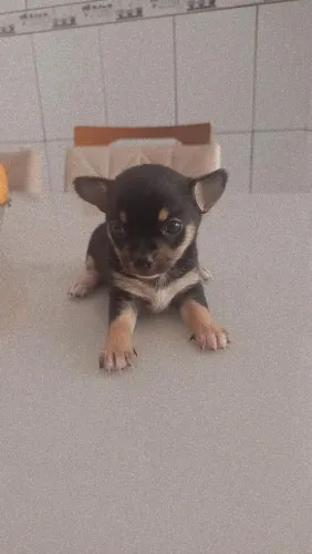 Chihuahua fêmea pai e mãe no local 4000