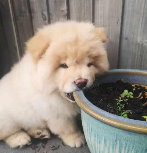 Chow Chow Filhotes prontos para levar felicidade até você