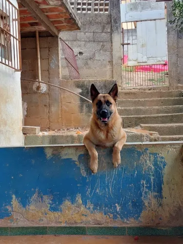 cachorro capa preta