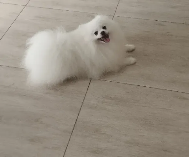 Lulu Pomerânia macho