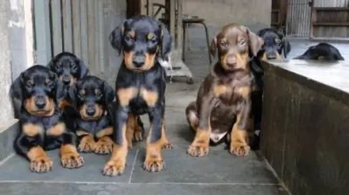 Doberman Macho e Fêmea