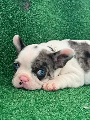 Bulldog francês 