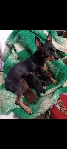 Vendo Pincher Macho e fêmeas