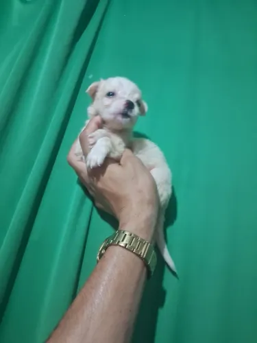 Miniatura femea poodle