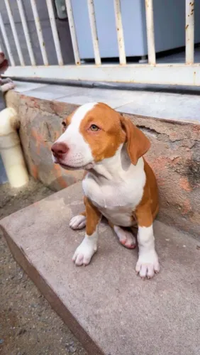 Américan Bully 
