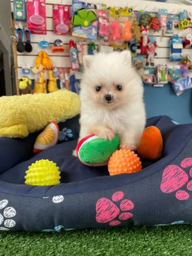 Spitz alemão lindo filhote pra você