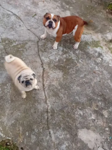 American bully pra inseminação 