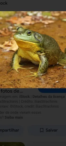 Ra touro gigante  pra criação de cativeiro 