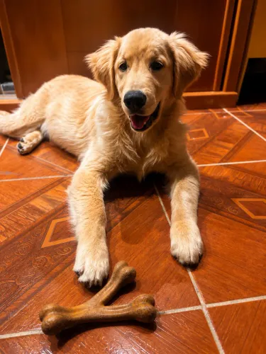 Cachorro Golden retriver 