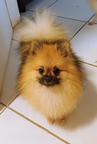 Spitz Alemso lulu da pomerania 2500