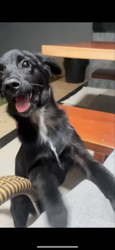 Cachorro pra doação