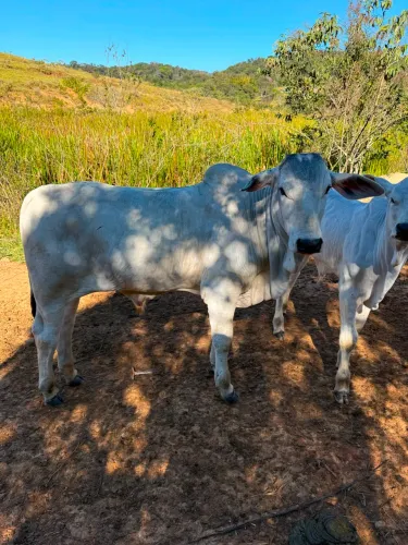 Vende-se tourinho Nelore P.O
