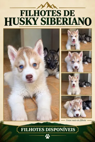 Husky Siberiano (macho)