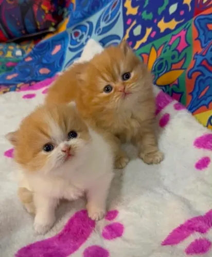 Filhotes de gato Persa disponíveis