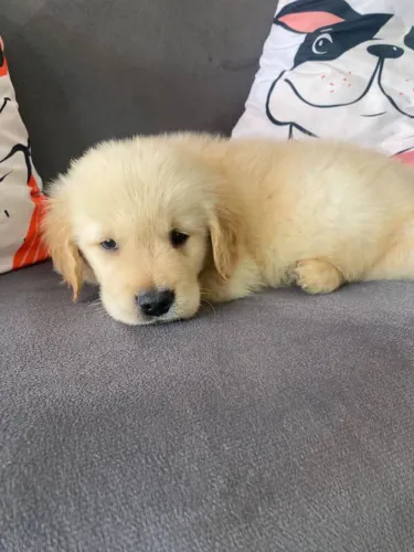 Filhote Golden Retriever, Seja recebido com carinho e lambidas todos os dias!