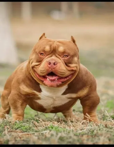 Mini bebê Americam Bully parcelo até 18x veja já 