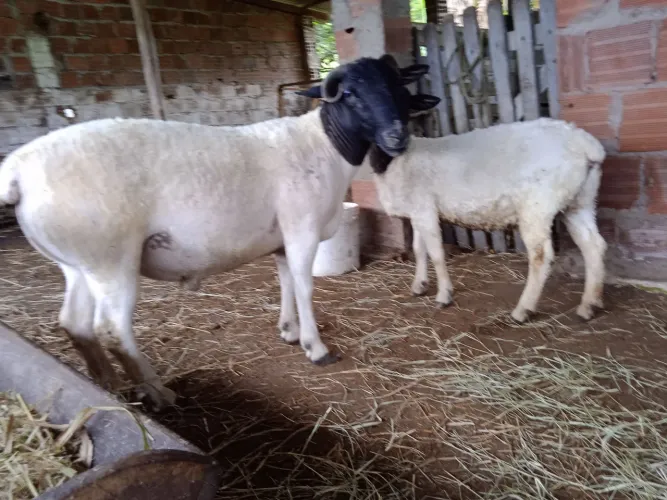 Ovelha e carneiro dorper
