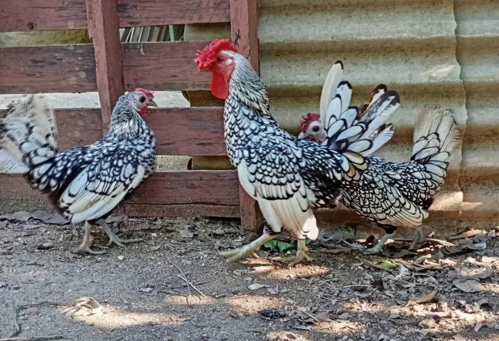 Sebrait dourado e prata pintinhos