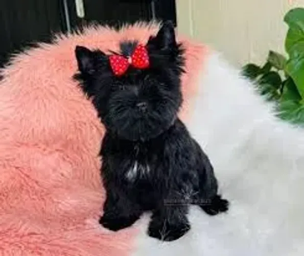 Filhotes de Yorkshire fêmea black micro! Super promoção 