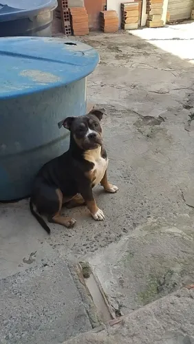 Filhote femea de Bully triblue vacinas em dias
