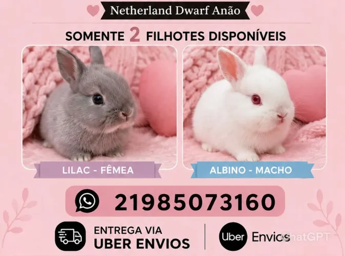Filhotes de Netherland Dwarf Anão 
