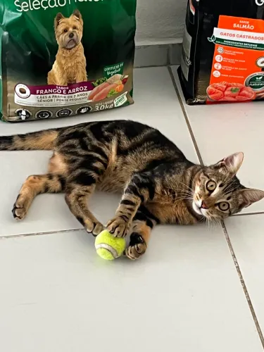 Gatinho filhote P/ adoção 