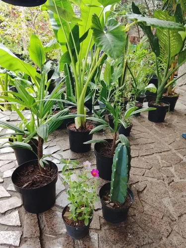 Plantas ornamentais lote 200,00/ 22 plantas .