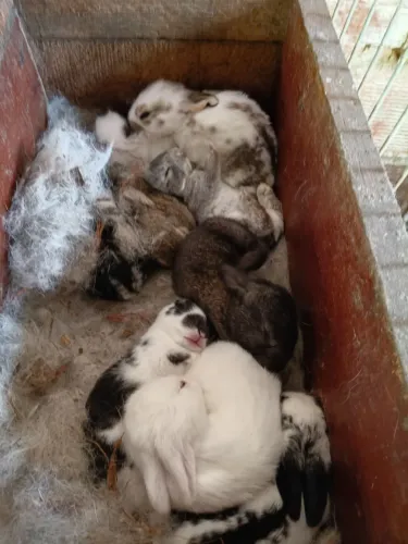 Coelhos