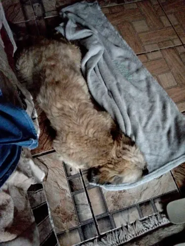 Shitzu 2 anos macho doação 