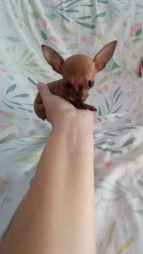 PINSCHER 00 ( COM GARANTIA) 2 MESES MACHO E FÊMEA 