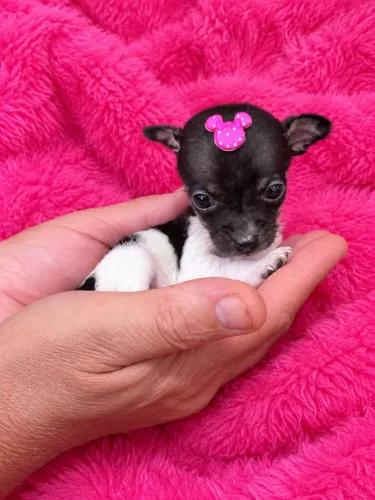 Pinscher Fêmea
