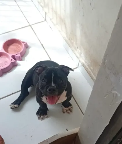 American bully micro 