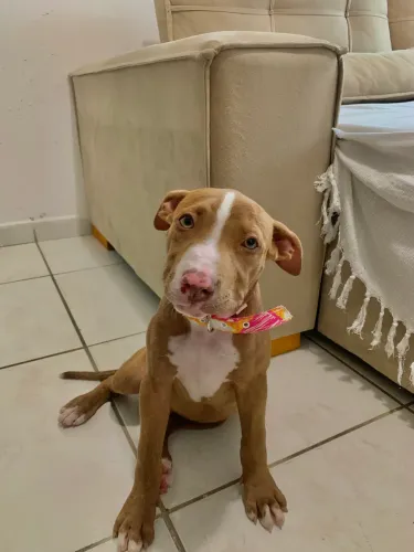 FILHOTE DE PIT BULL 