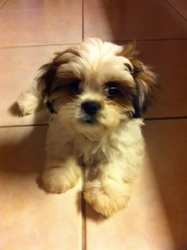 Lhasa Apso filhote raça encantadora fêmea imperdível