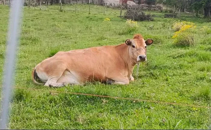 Vaca Jersey