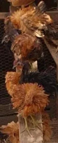 Galinha miniatura ornamental