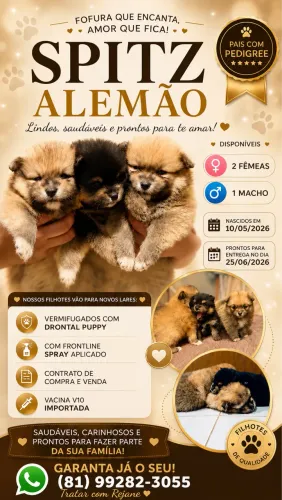 Spitz Alemão Anão (Lulu da Pomerania)