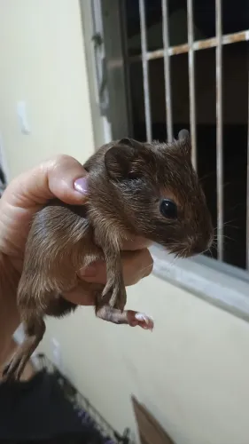Porquinho da índia 