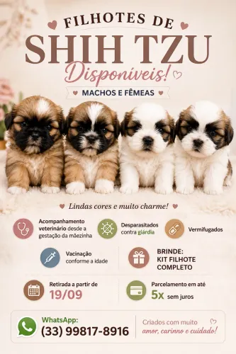 Shih Tzu